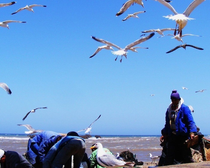 Picture 8 for Activity Essaouira Full Day Trip : From Marrakech