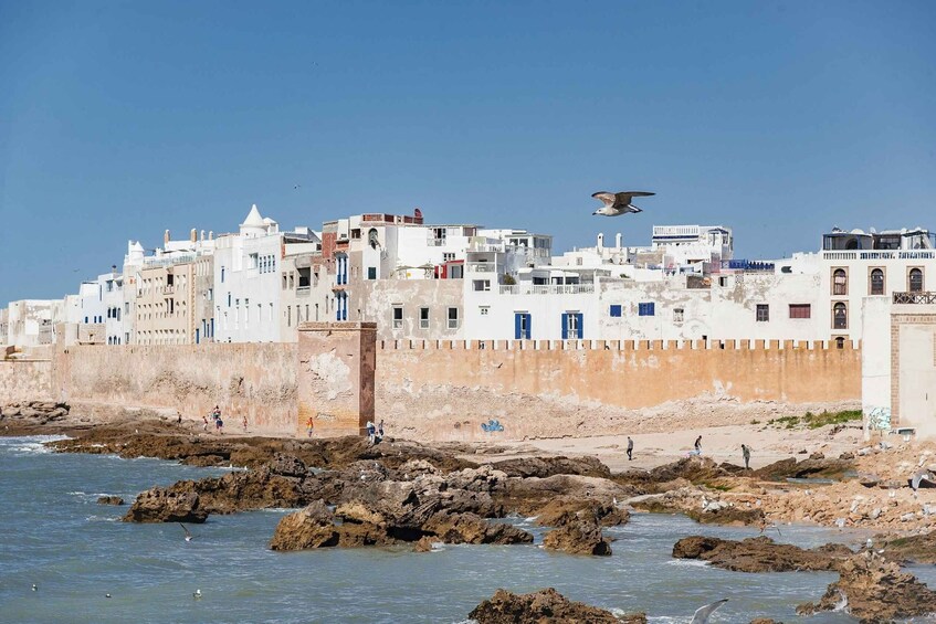 Picture 3 for Activity Essaouira Full Day Trip : From Marrakech