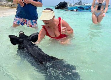 Nassau : Cochons, plongée en apnée, Tortues, Déjeuner, Club de plage privé