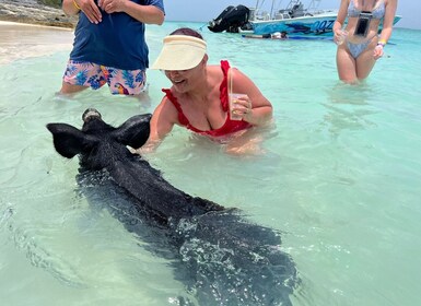 Nassau : Cochons, plongée en apnée, tortues, déjeuner, club de plage privé