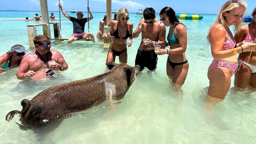 Nassau: Pigs, Snorkel, Turtles, Lunch, Private Beach Club