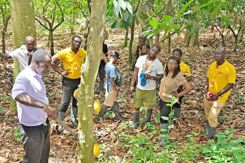 Chocolate Delights, Farm to Factory Tour In Ghana