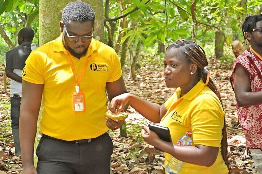 Chocolate Delights, Farm to Factory Tour In Ghana