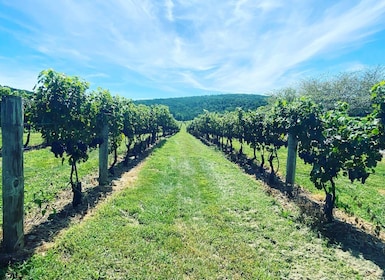 Visite des vignobles de Virginie : Découvrez les vignobles de Virginie