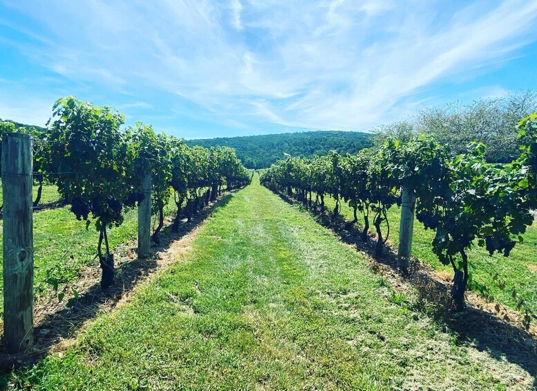 Virginia Wineries Tours: Experience Virginia Wineries