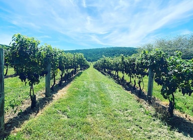 Rundturer på vingårdar i Virginia: Upplev vingårdar i Virginia