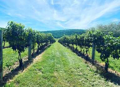 Virginia Wijnroutes: Ervaar Virginia Wineries