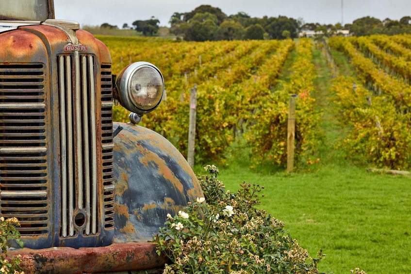 Picture 7 for Activity Bellarine Winery: Texas BBQ Platter Lunch with Wine