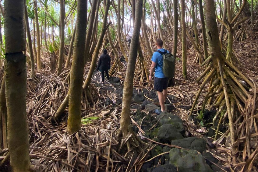 Picture 3 for Activity Secret Jungle Tide Pool Short Hike (Private)