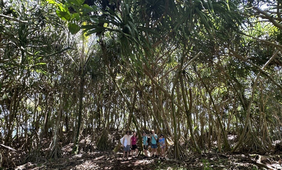 Picture 19 for Activity Pāhoa: Short Private Hike To Secret Jungle Tide Pool