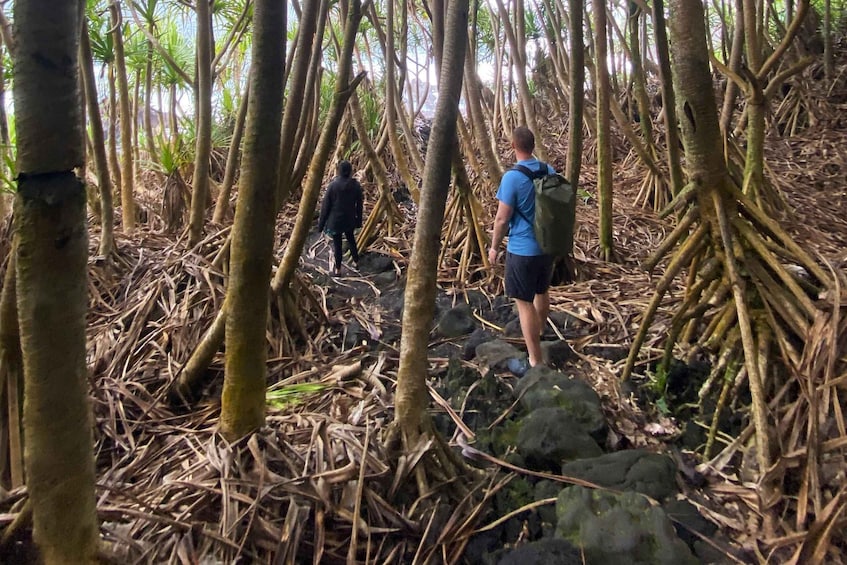 Picture 3 for Activity Secret Jungle Tide Pool Short Hike (Private)