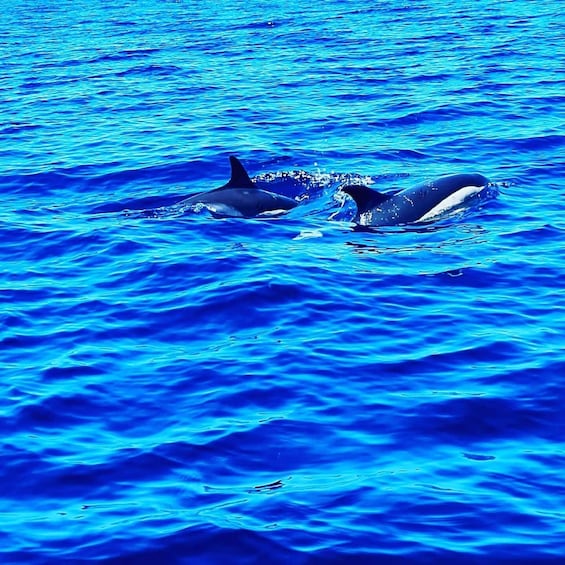Picture 3 for Activity Dolphin Watch