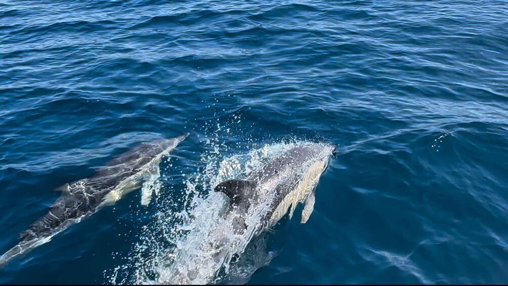 Picture 4 for Activity Dolphin Watch