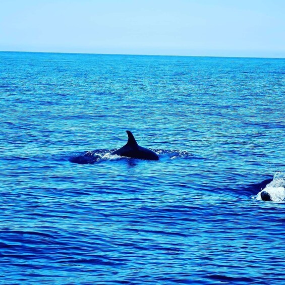 Picture 1 for Activity Dolphin Watch
