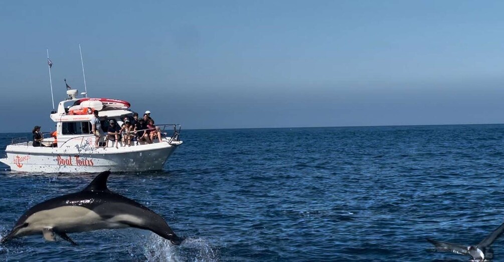 Picture 1 for Activity Dolphin Watch