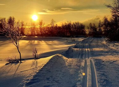 Tromsø: campo de fondo con guía y vistas