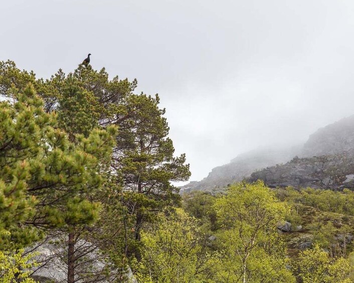 Picture 3 for Activity Preikestolen Hidden Trail Hike + Canoe Trip