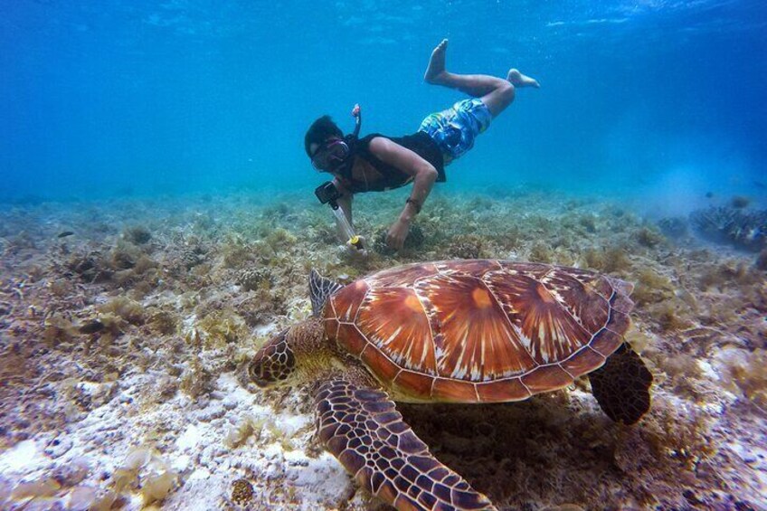 Swim & Reef Snorkeling Bonaire