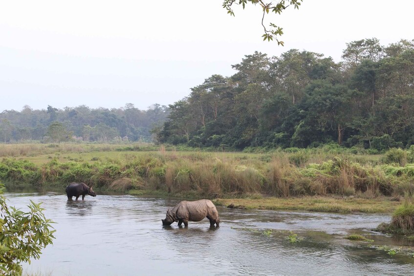 Picture 1 for Activity Kathmandu Chitwan Pokhara Tour