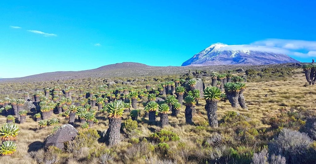 Picture 10 for Activity 8 days Climbing Via Lemosho Route +2 night hotel