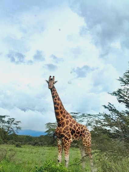 Picture 9 for Activity From Nairobi/Naivasha: Hellsgate, Olkaria Spa, Lake Naivasha