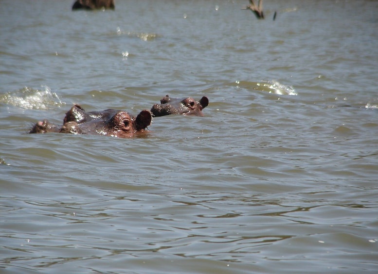 Picture 16 for Activity From Nairobi/Naivasha: Hellsgate, Olkaria Spa, Lake Naivasha