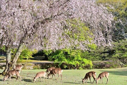 京都和納拉:納拉公園、福西米伊納里和阿拉西亞馬一日遊