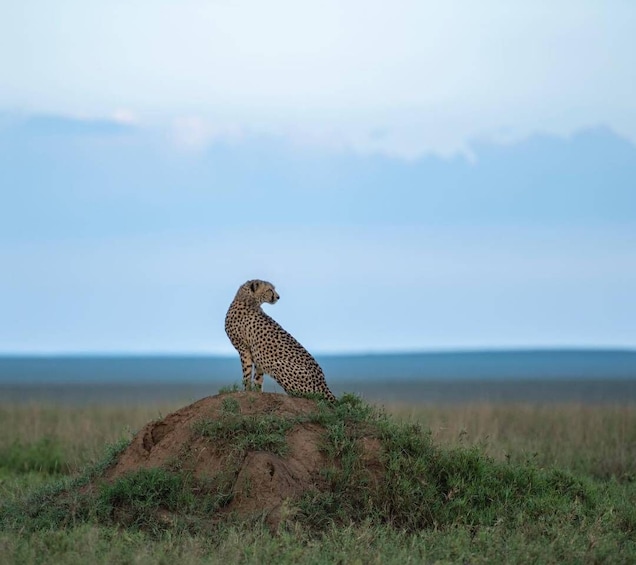 Picture 1 for Activity Arusha: Ngorongoro Crater, Manyara Wildlife Exploration Tour