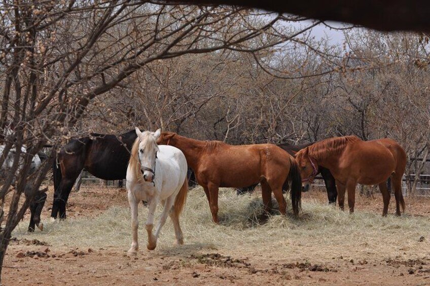 Guided Horse Back Riding in the tranquil setting of the NOTWANE DAM