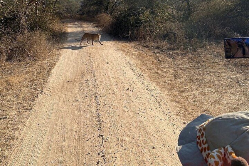 See Leopard in Ranthambore