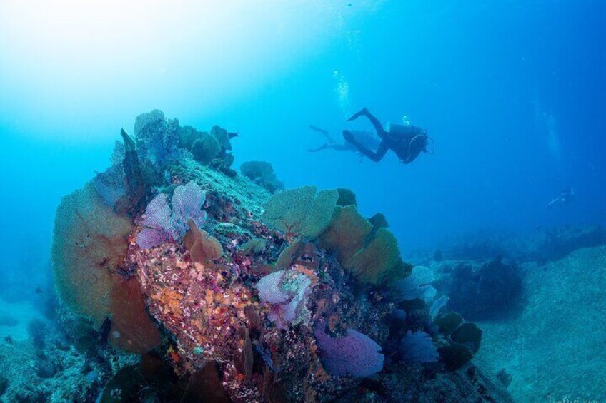 Discover Scuba Diving Cabo San Lucas Marine Park