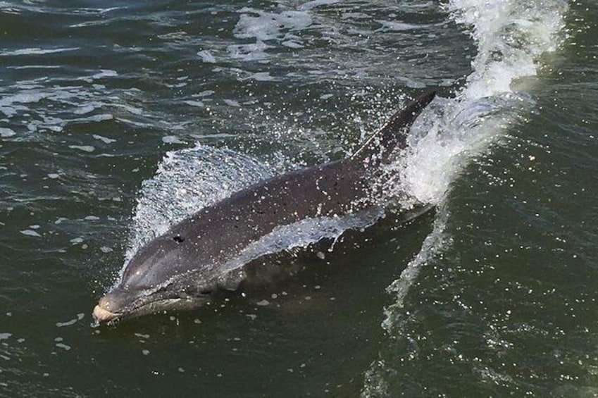 Dolphins play in the boat's wake