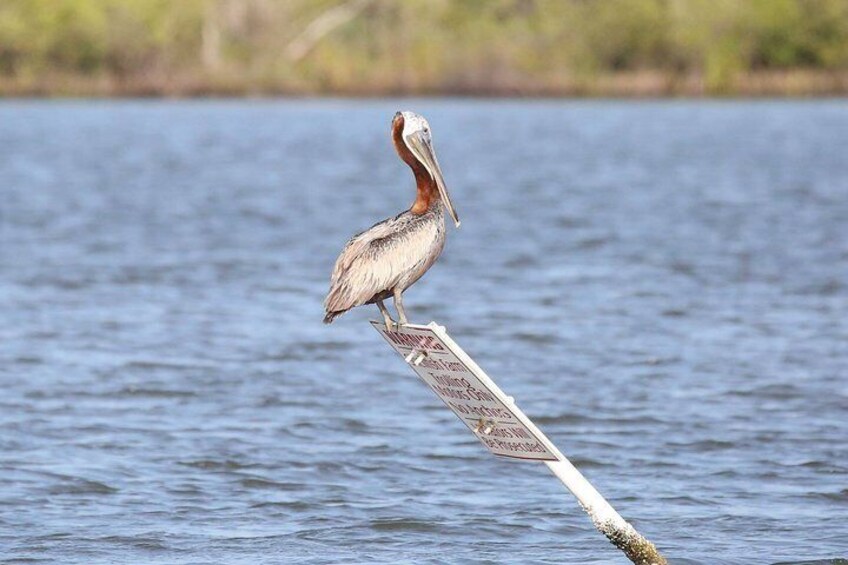 Perched pelican