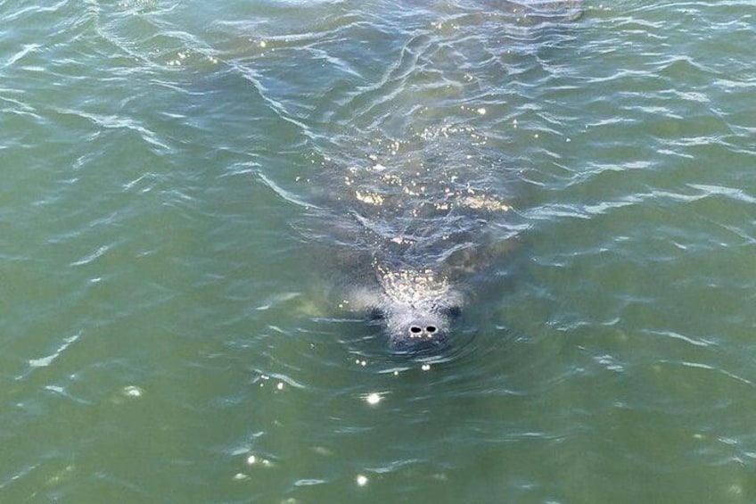 Manatees are in the lagoon from April - November