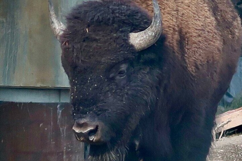 Yellowstone For Kids Tour W/PU@ Fishing Bridge General Store