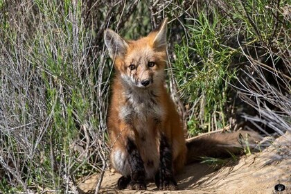 Yellowstone For Kids Family Fun Tour w/PU in West Yellowstone