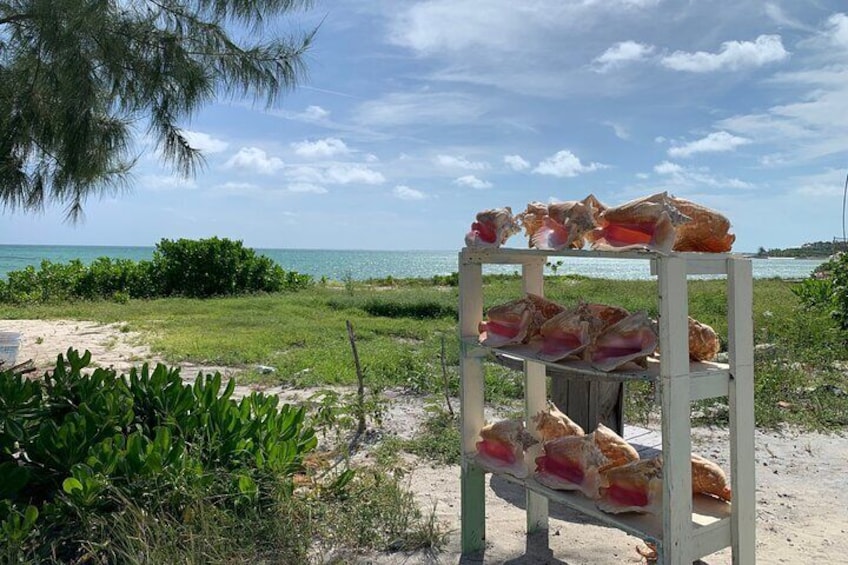 Conch shell's by Irie.