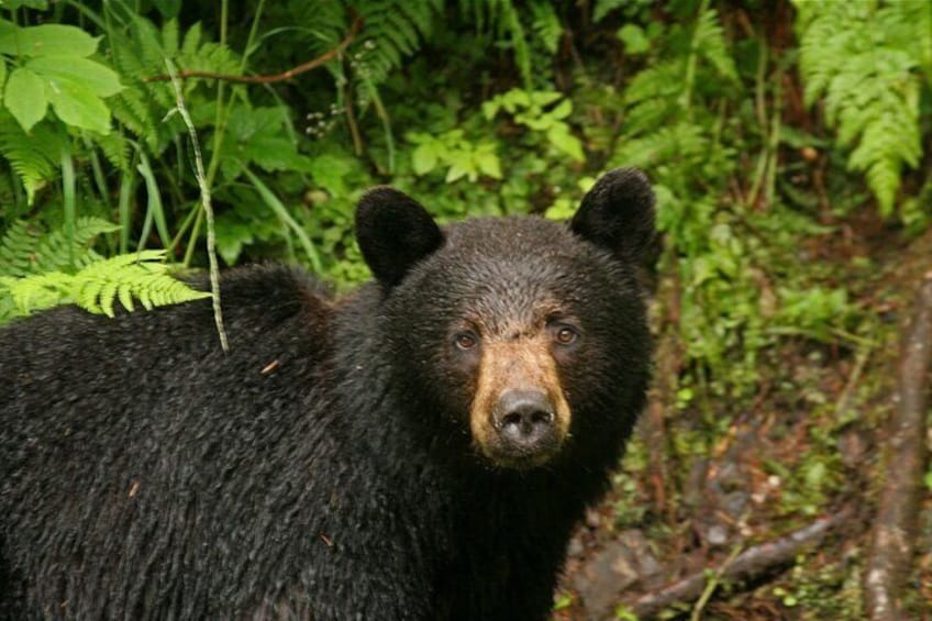 1 Hour Tour in Ketchikan on the Tongass Trolley