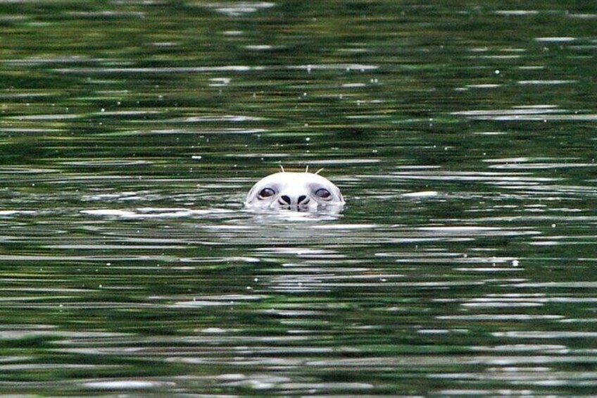 Herring Cove harbor seal