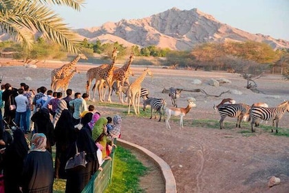 Private Al-Ain-Tour im Allradfahrzeug mit Zoo-Tickets