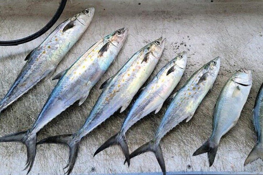 Fishing Charter in Virginia Beach