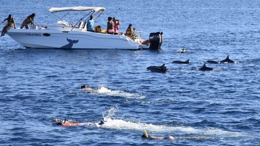 Dolphins Swim and Ile Aux Bénitiers in Mauritius
