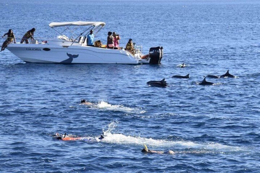 Dolphins Swim and Ile Aux Bénitiers in Mauritius
