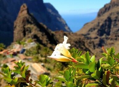 Tenerife: Vandring i Masca hele dagen med Vulcan Walkers