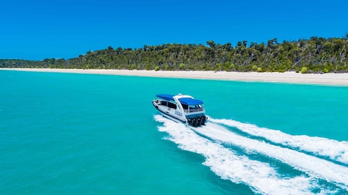 Airlie Beach: Whitehaven & Chalkies Beaches med snorkling