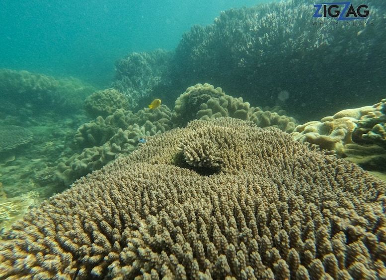 Picture 20 for Activity Airlie Beach: Whitehaven & Chalkies Beaches with Snorkeling