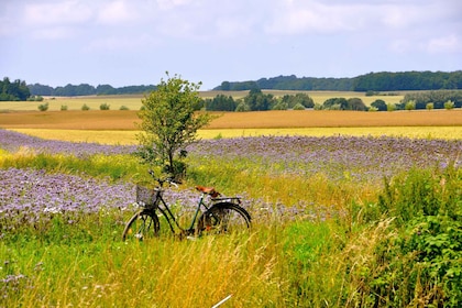 Hällåkra: Cycling or Hiking with wine tasting