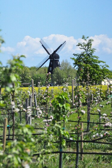 Picture 4 for Activity Hällåkra: Cycling or Hiking with wine tasting