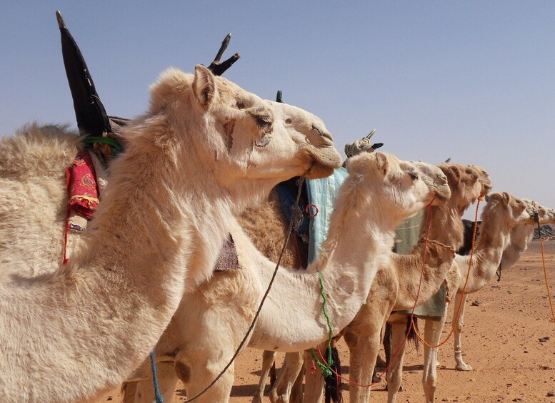 Picture 3 for Activity Wadi Rum: 2 Hour Camel Ride at Sunset/Sunrise Overnight