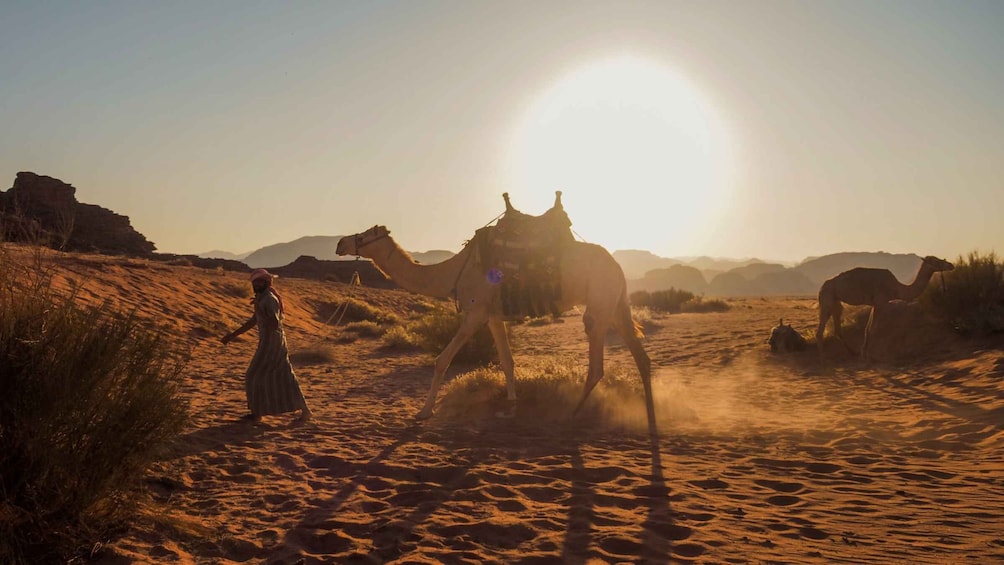 Wadi Rum: 2 Hour Camel Ride at Sunset/Sunrise Overnight